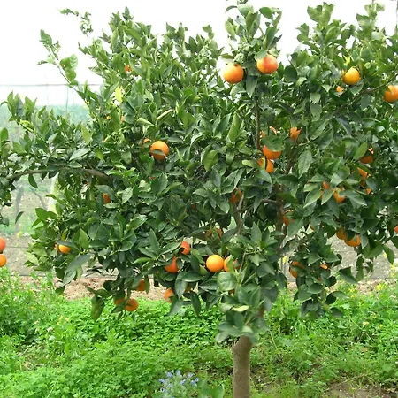 Agriturismo Baglio Donna Santa Farm stay *