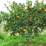 Baglio Donna Santa Κατάλυμα σε φάρμα Dattilo